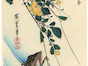 j_hiros yel13.tif